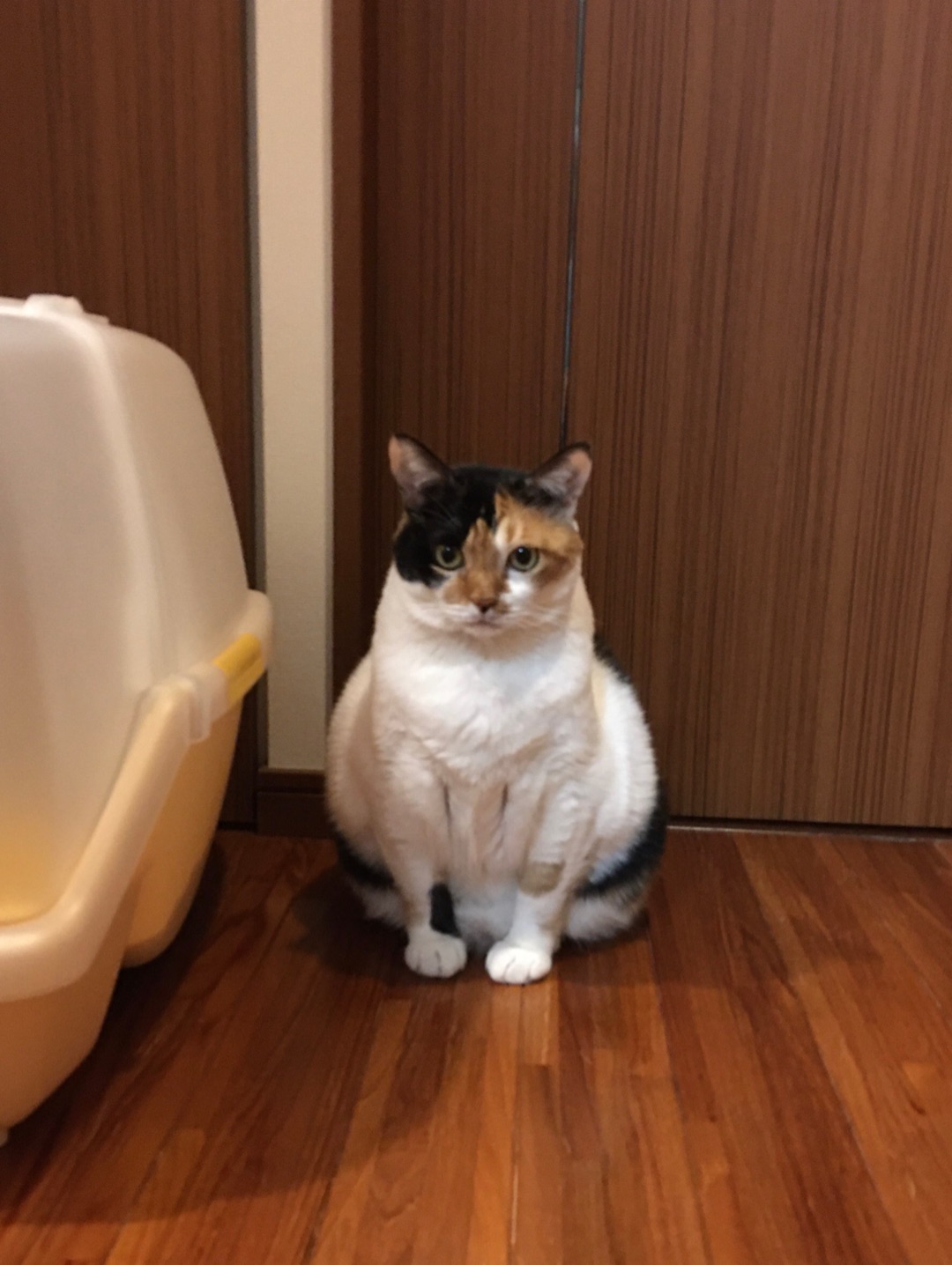 三毛猫エリザベスとお風呂時間