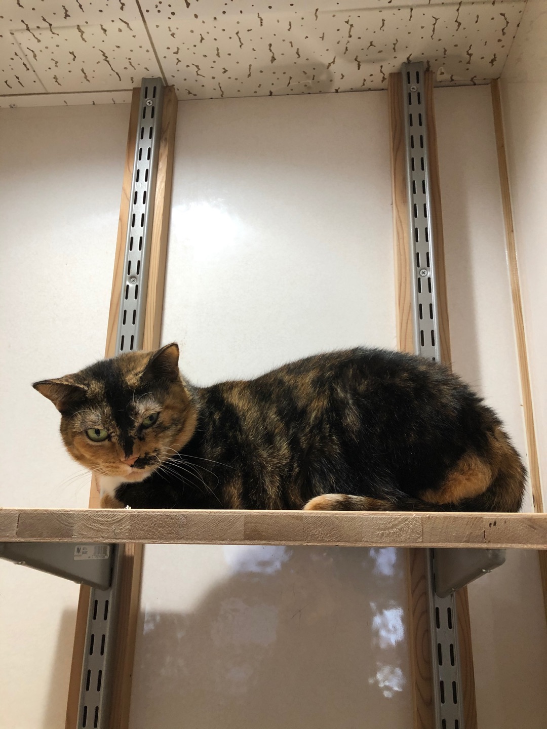 長崎ねこの会♡保護猫シェルターに行きました