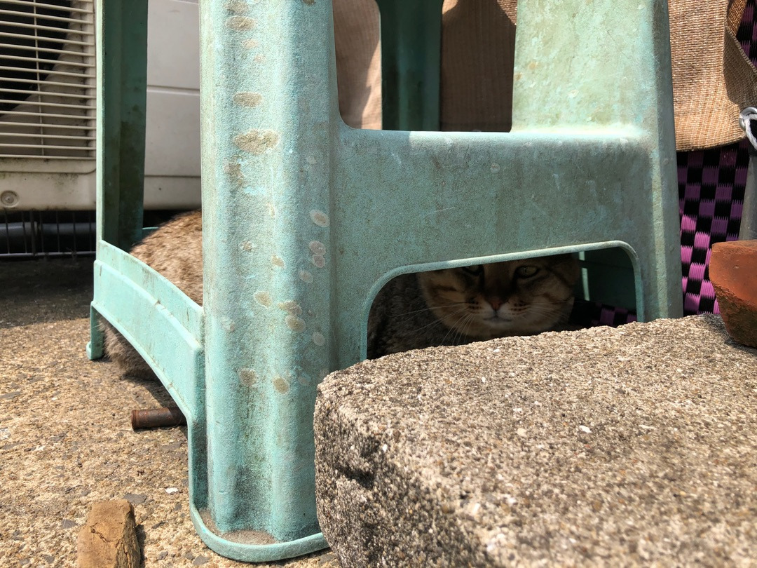 使わない猫グッズを持って伺いました♡海辺の町の地域猫保護猫活動