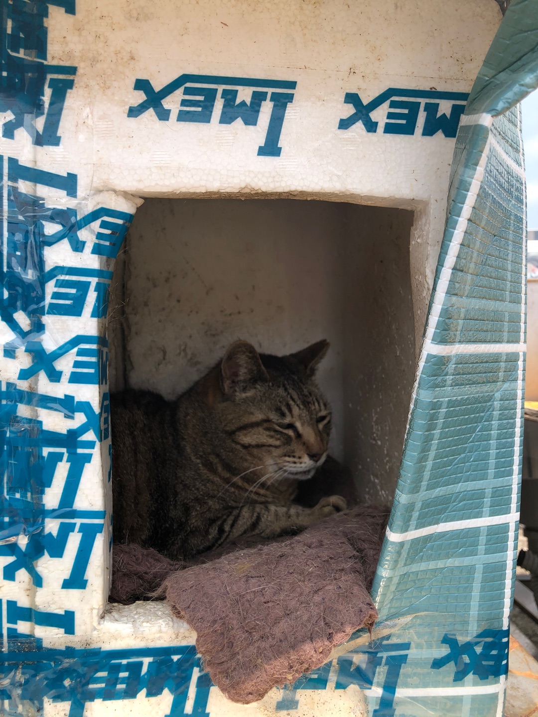 使わない猫グッズを持って伺いました♡海辺の町の地域猫保護猫活動