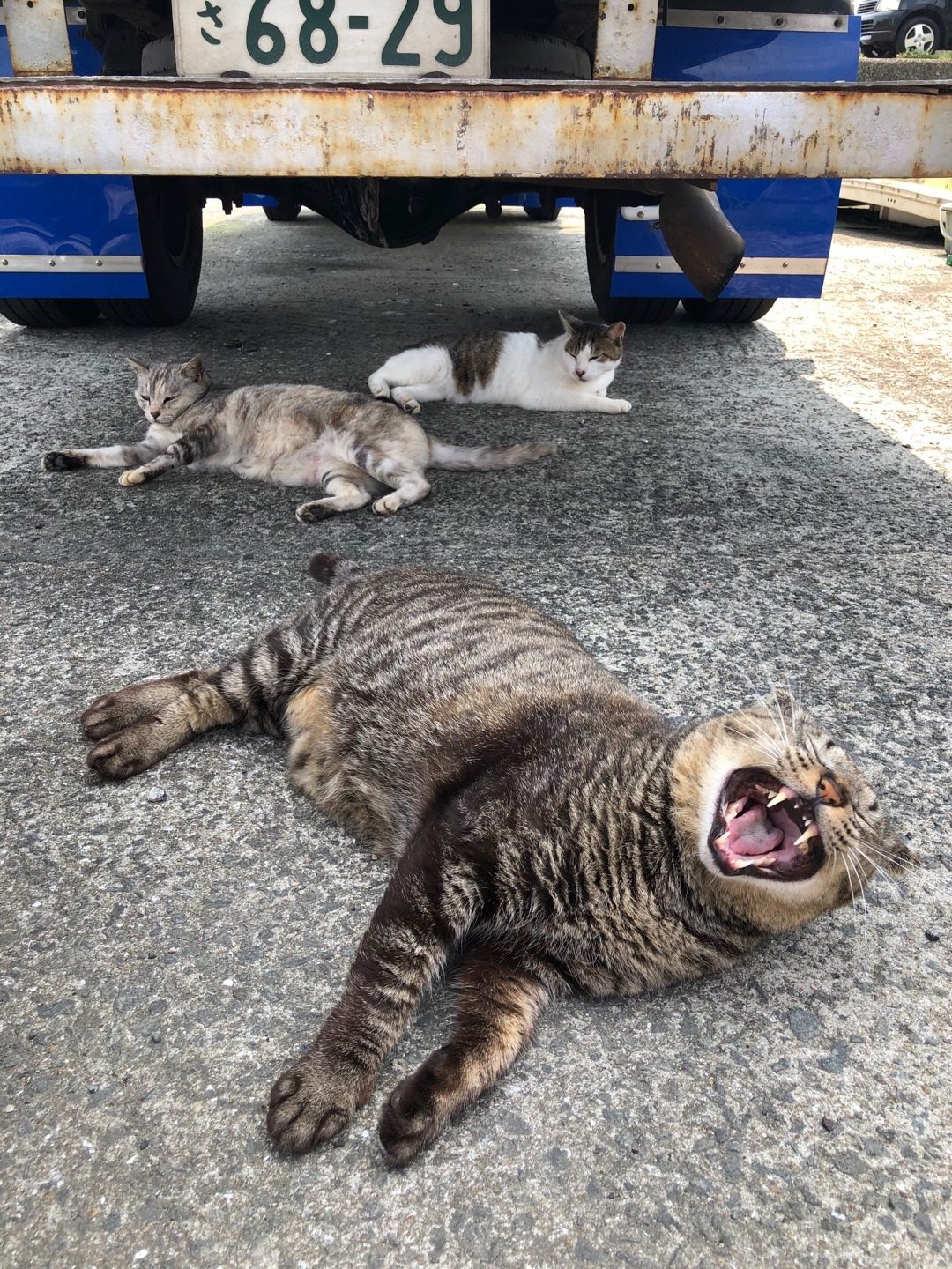 使わない猫グッズを持って伺いました♡海辺の町の地域猫保護猫活動