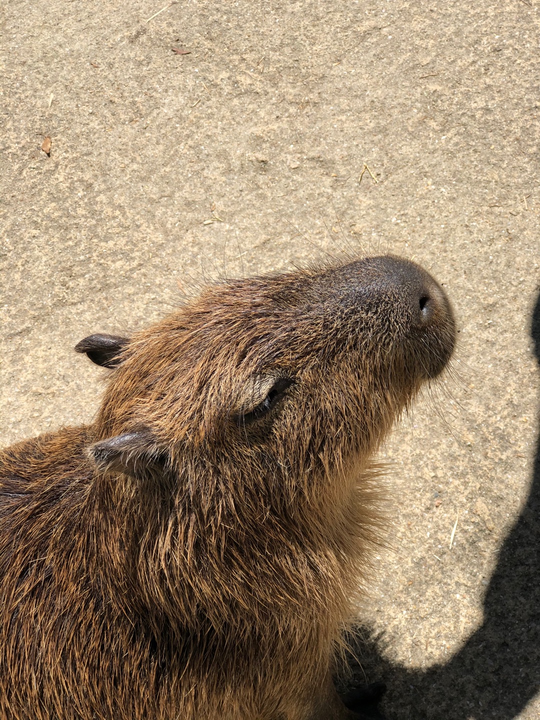 長崎バイオパークはやっぱり楽しいし和む♡