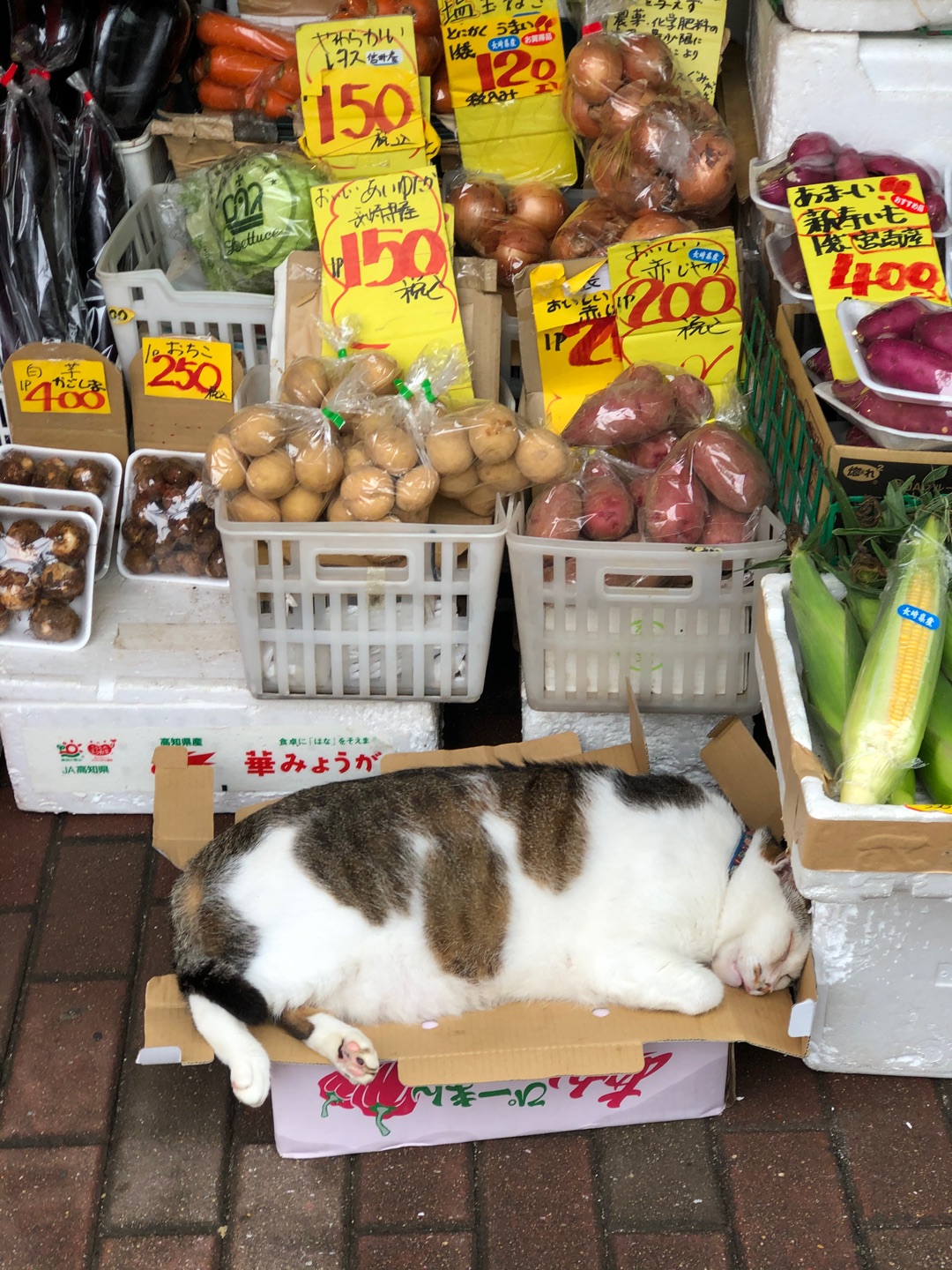 猫のフケ・花粉アレルギーが治まった方法♡