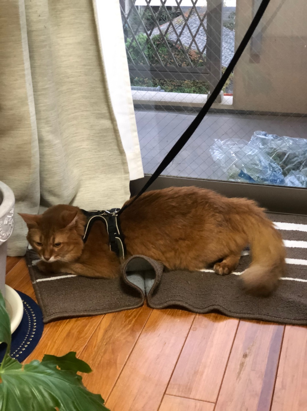 奇跡の連続があって嬉しい出会いあり♡少し大げさ?